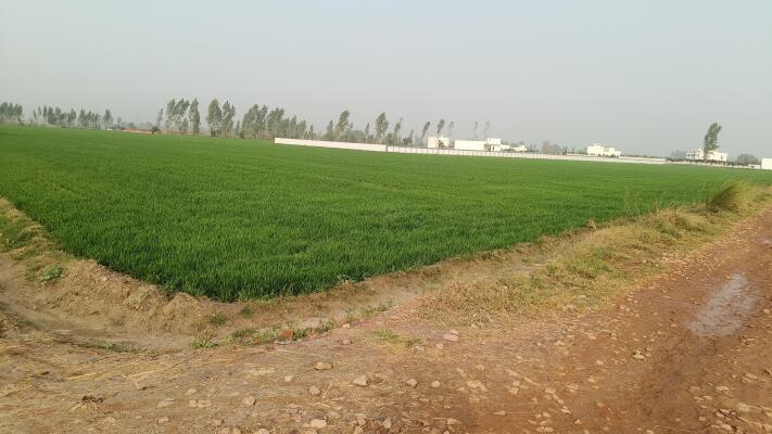 FarmLand for sale 121 euro Chennai, Tamil Nadu, Chennai, Tamil Nadu FarmLand for sale 121 euro Chennai, Tamil Nadu, Chennai, Tamil Nadu