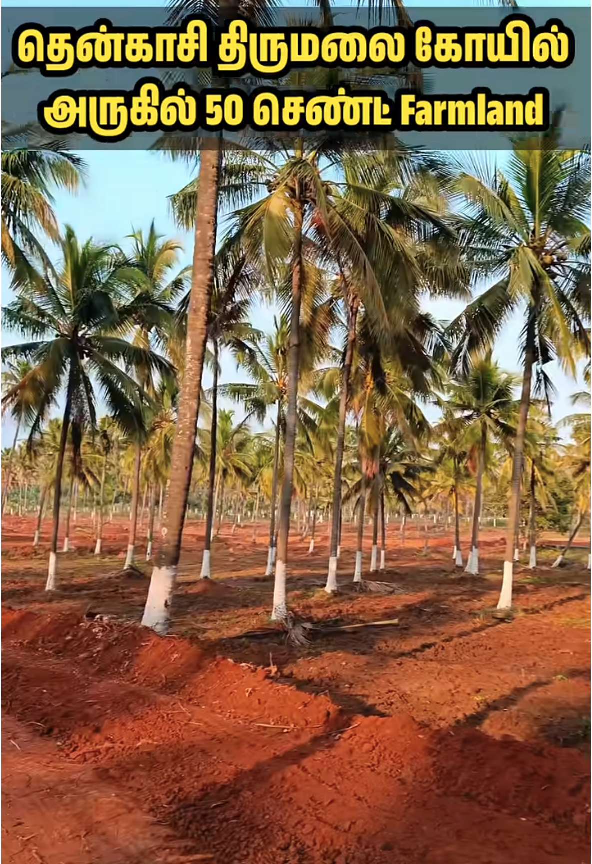 FarmLand for sale 64000 euro Tenkasi, Tenkasi, Tamil Nadu, Tenkasi, Tenkasi, Tamil Nadu